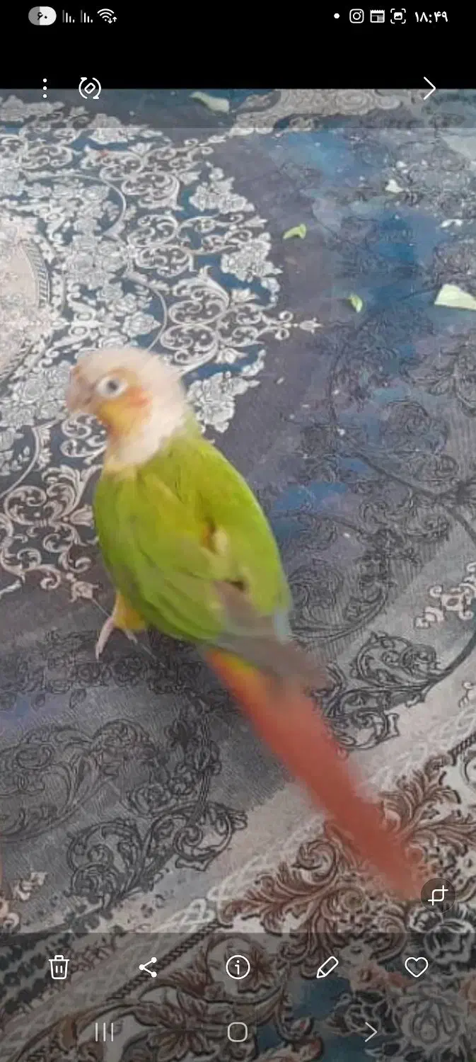 طوطی گمشده|پرنده|شهرکرد, |دیوار