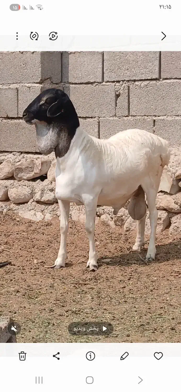قوچ کله ۳رنگ جفت دوقلو درجه یک یک سن ۷ماه|حیوانات مزرعه|مهران (هرمزگان), |دیوار