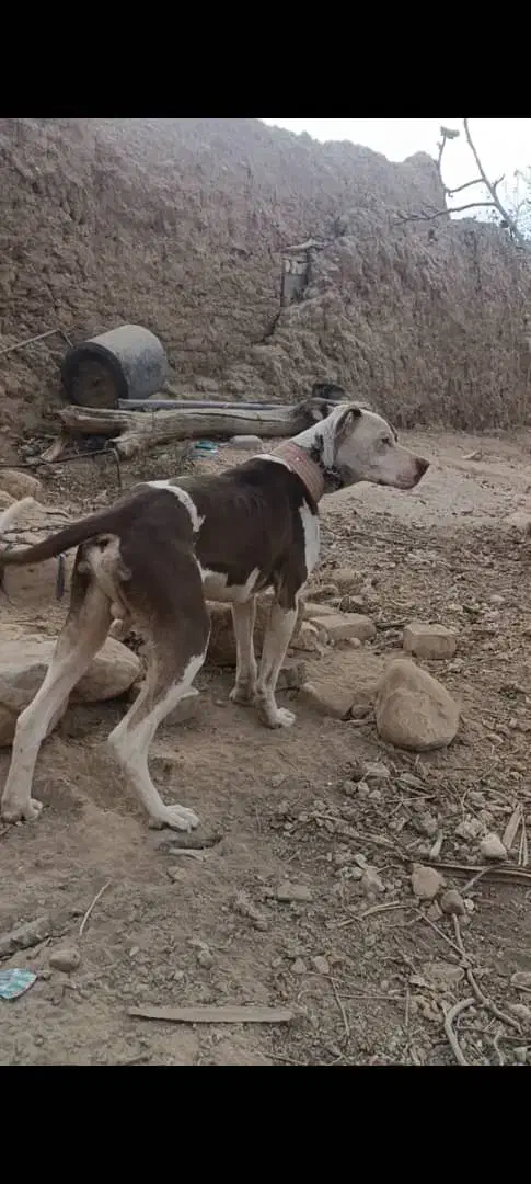 سگ داگو شکاری|سگ|ششده و قره بلاغ, |دیوار