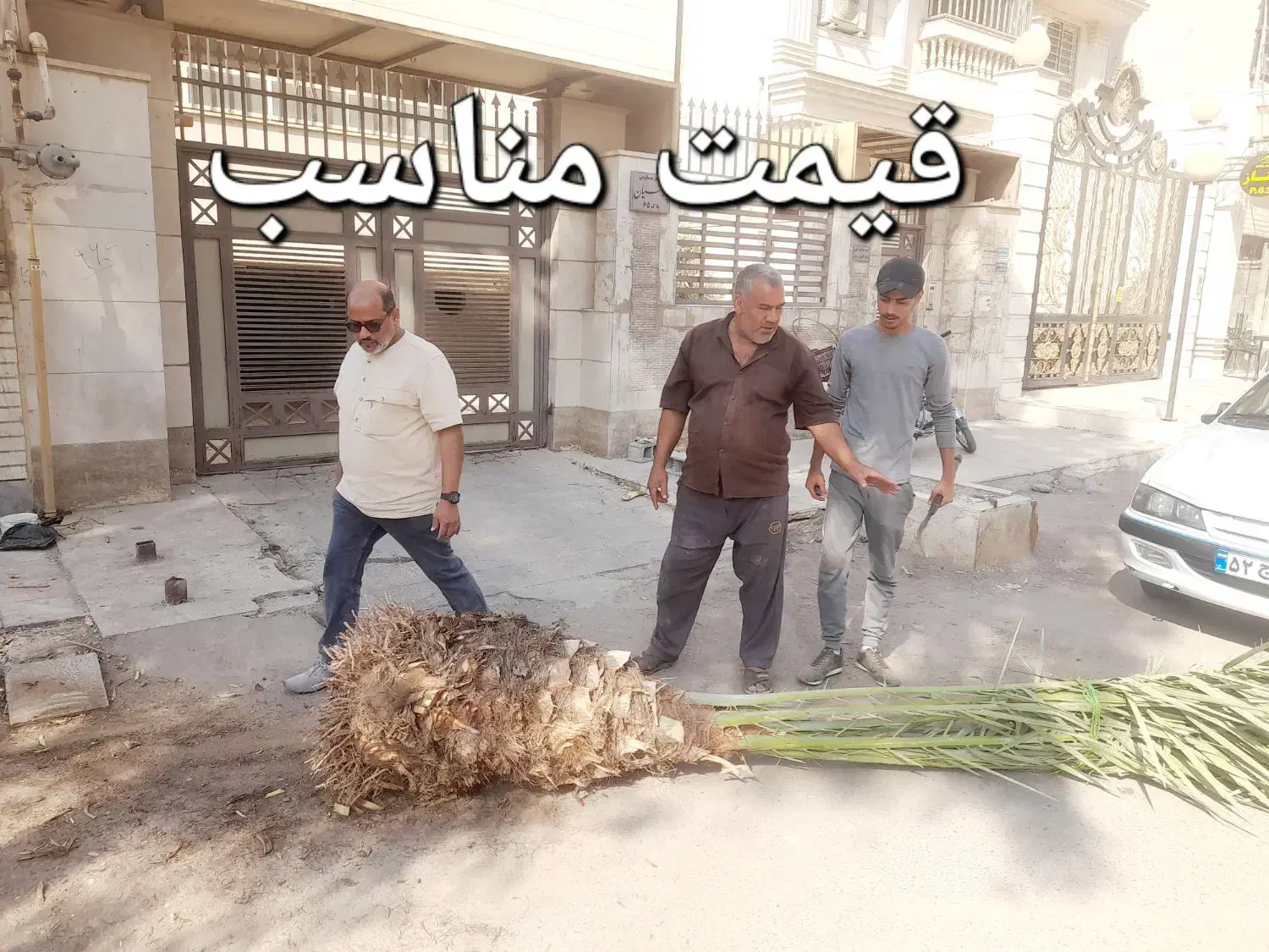 بریدن نخل قطع نخل حرس نخل سمپاشی در آوردن ریش نخل|خدمات باغبانی و درختکاری|اهواز, نادری|دیوار