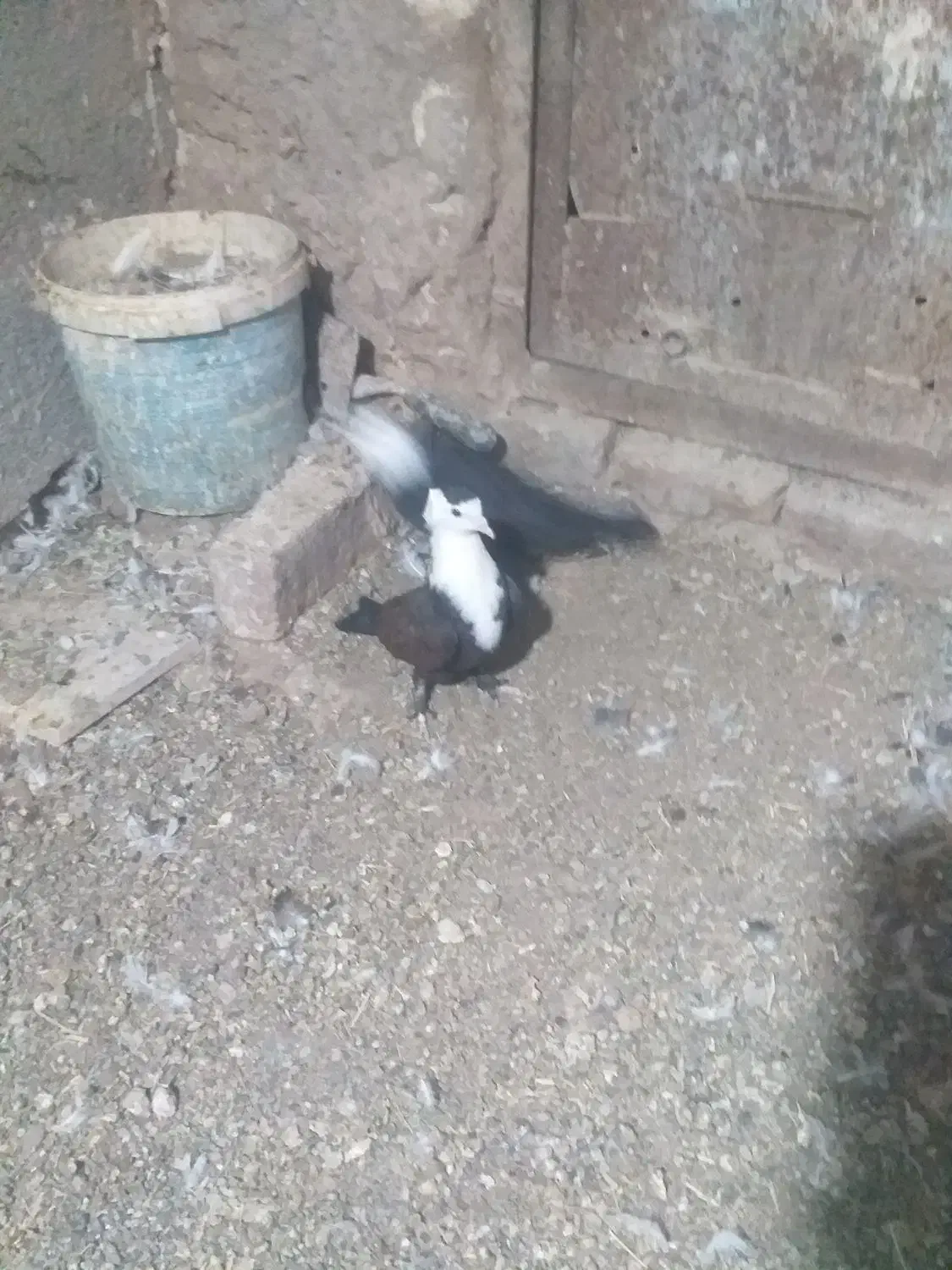 کبوتر جفتگاه|پرنده|مشهد, انقلاب|دیوار