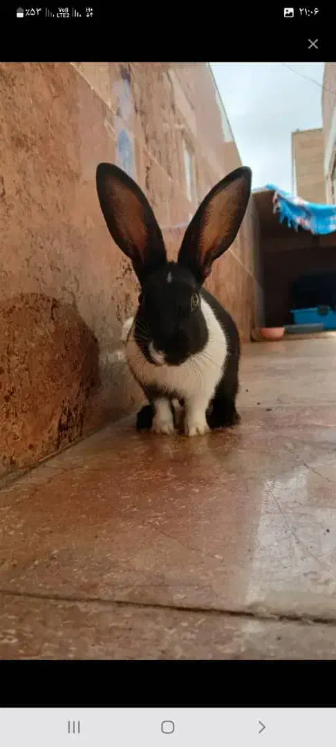 خرگوش خانگی|موش و خرگوش|اصلاندوز, |دیوار