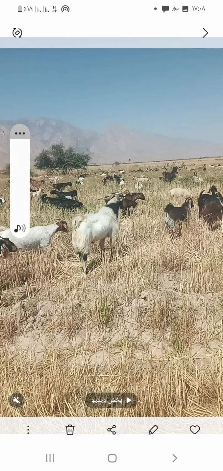 نری|حیوانات مزرعه|فارغان, |دیوار