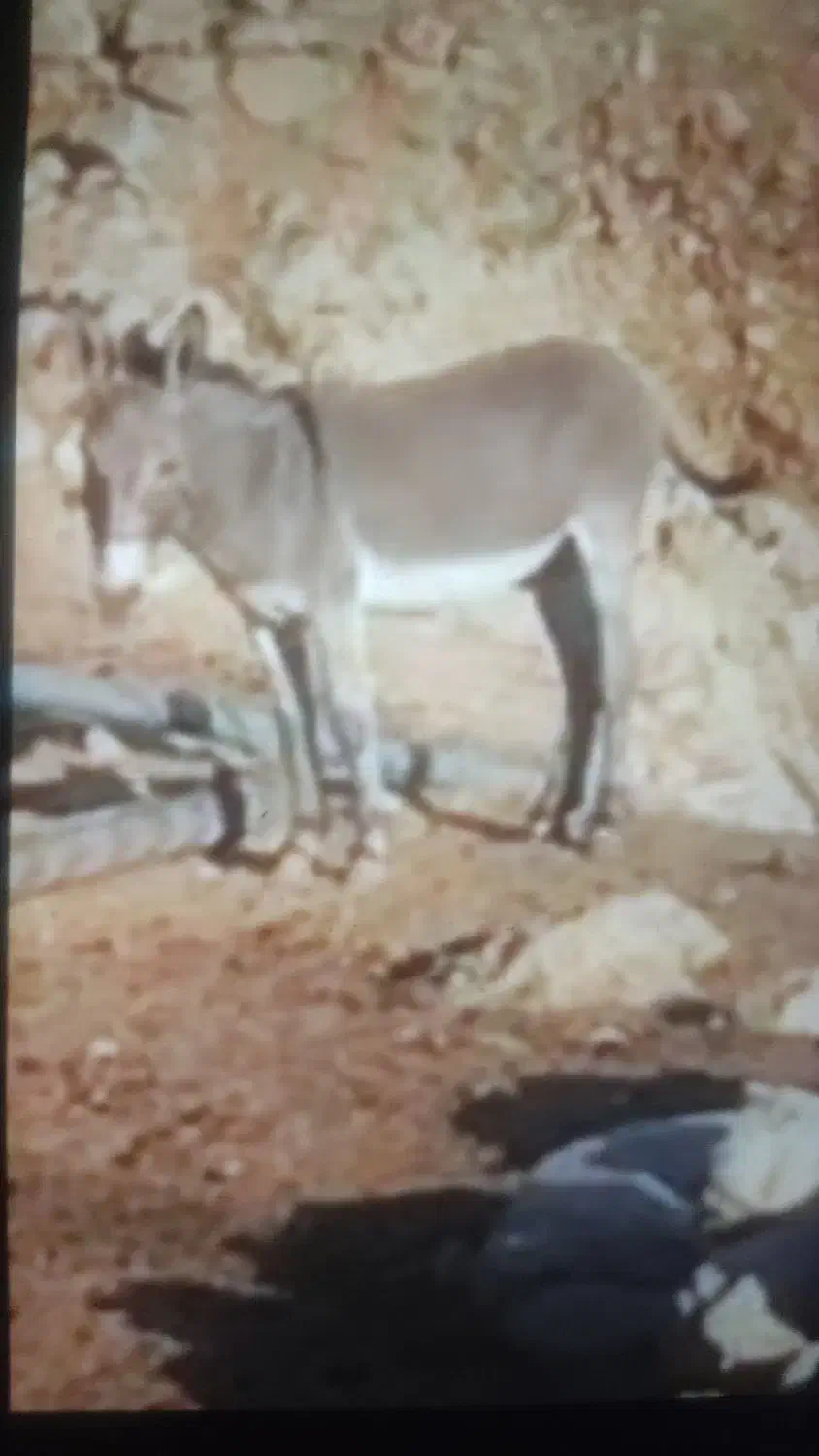 نرخر رحمه گم شده|حیوانات|اندیمشک, |دیوار