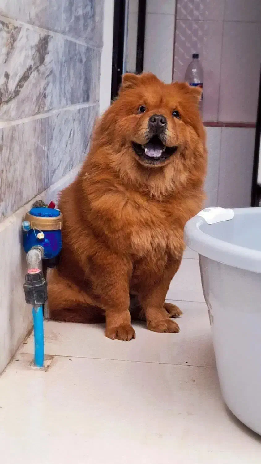 چاوچاو ماده نزدیک فحل|سگ|قائم‌شهر, |دیوار