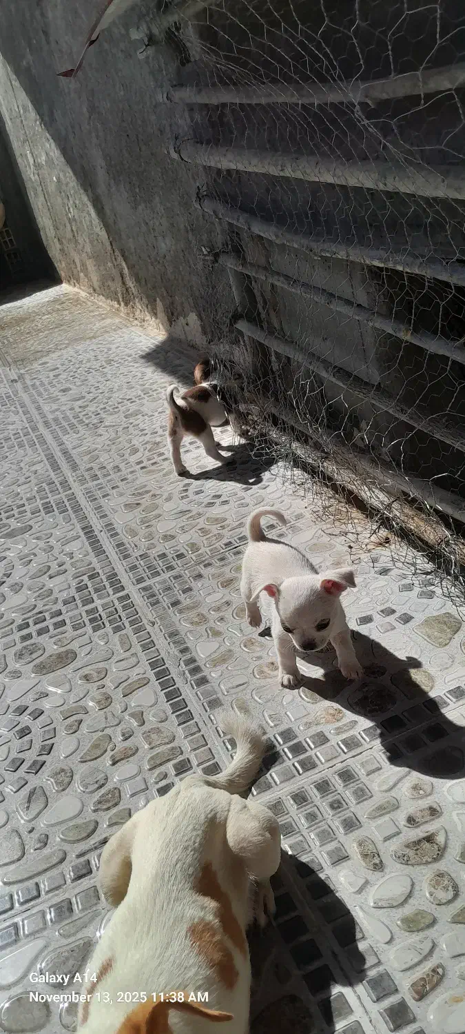 دوتاسگ شیواوا اصل نروماده مولدهمراه دوتوله|سگ|کیار, |دیوار