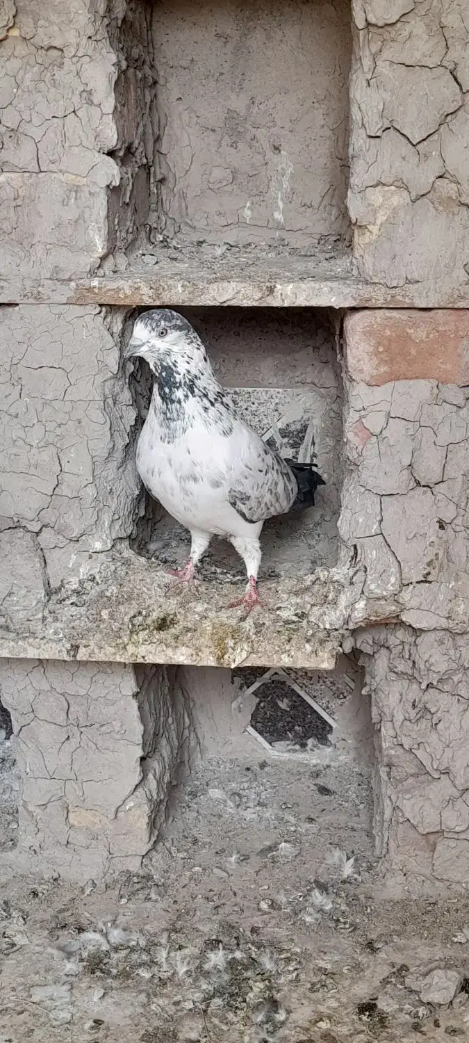 کبوتر|پرنده|نیمروز, |دیوار