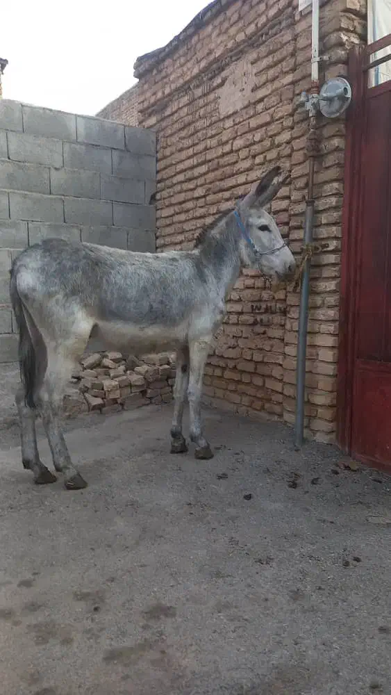 خریدوفروش خر یاهمون الاغ اسب پالونی|حیوانات مزرعه|لاران, |دیوار
