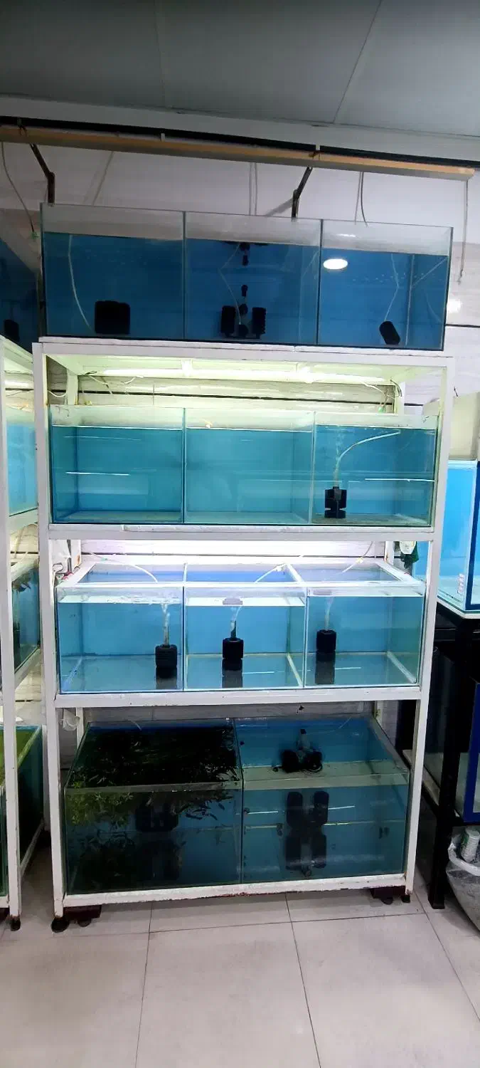 آکواریوم باپایه|ماهی|همدان, |دیوار