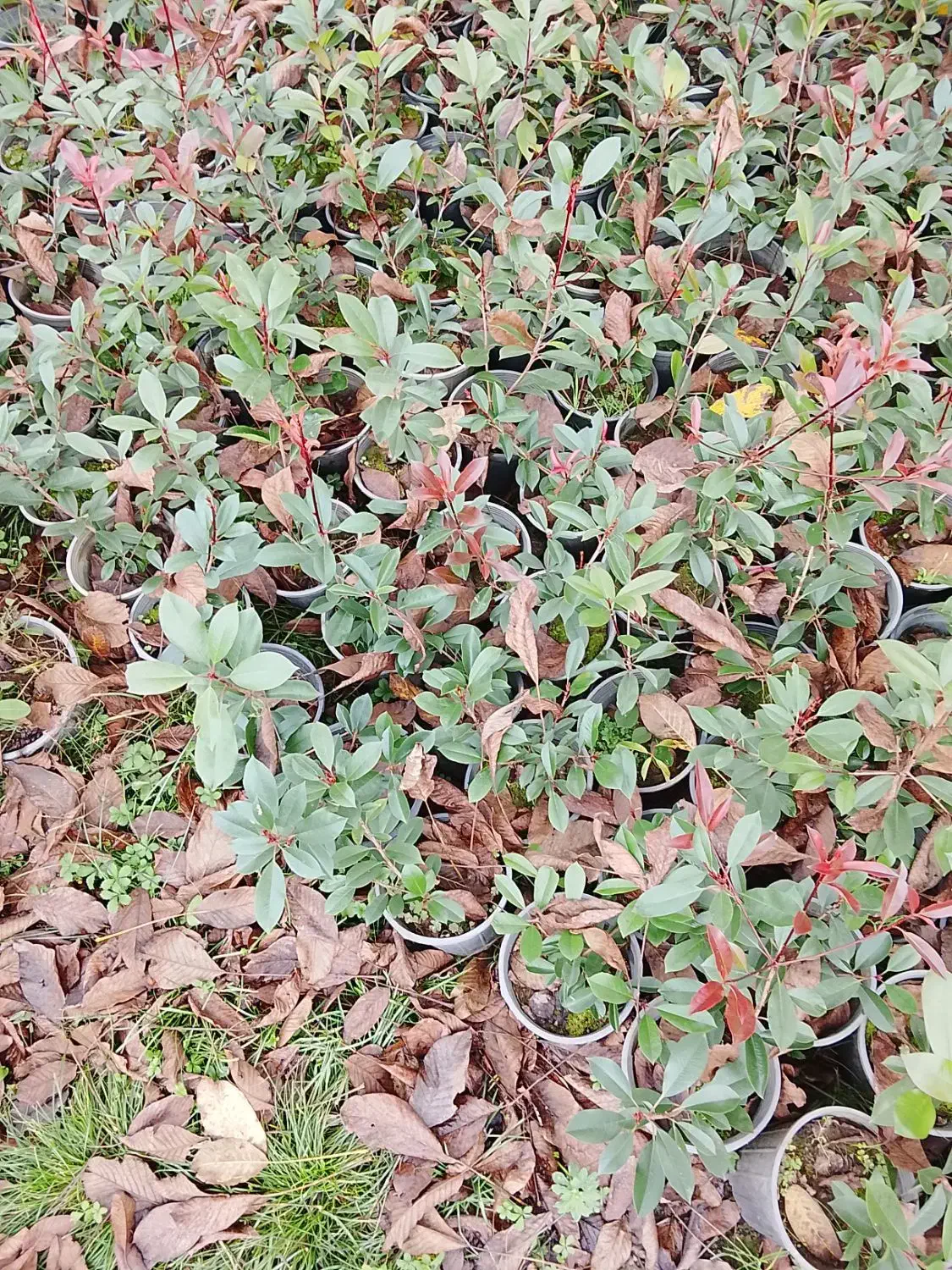 فوتونیا|گل و گیاه طبیعی|املش, |دیوار