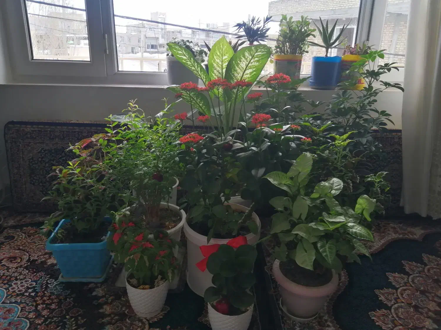 گل و گیاه|گل و گیاه طبیعی|دهگلان, |دیوار