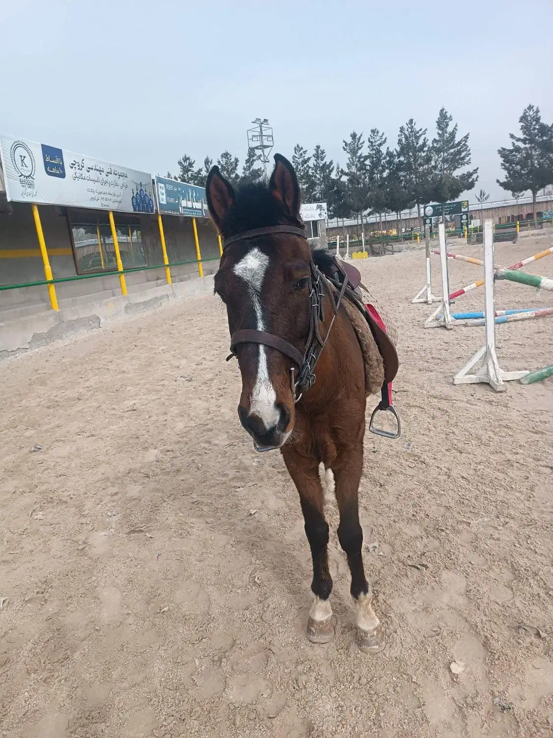 اسب نریون|اسب و تجهیزات اسب‌سواری|ملک‌آباد, |دیوار