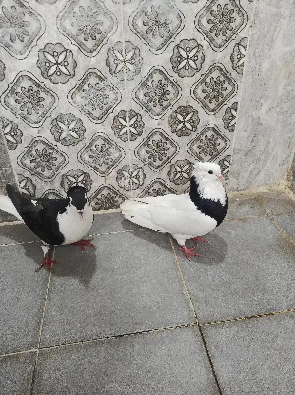 دوعددپرنده|پرنده|شوشتر, |دیوار