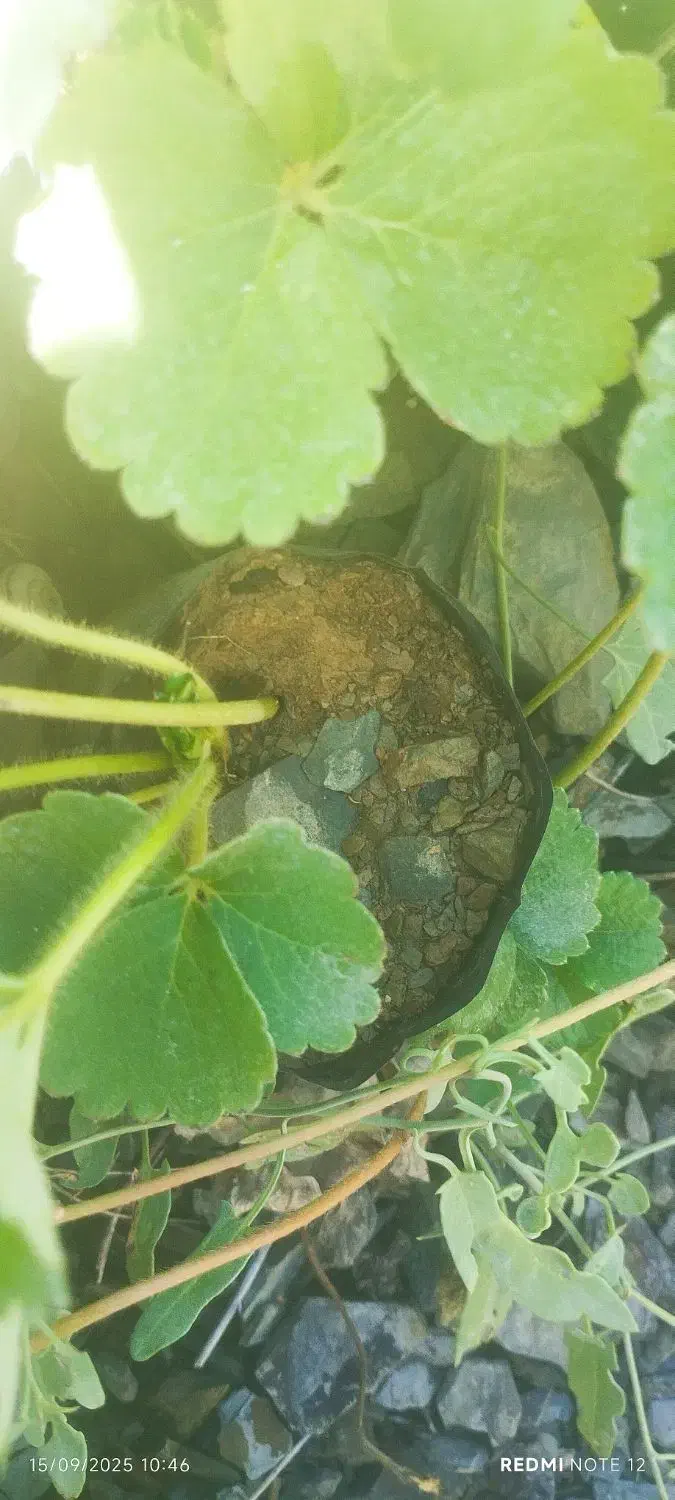 توت فرنگی گلدانی رقم پاروس|خدمات باغبانی و درختکاری|سنندج, |دیوار