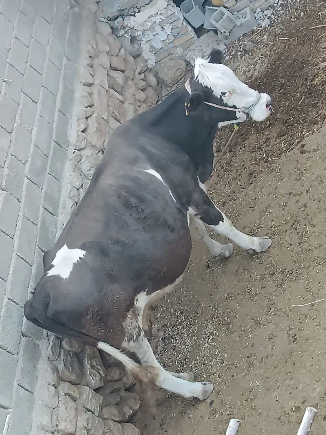 گاو|حیوانات مزرعه|ایوان, |دیوار