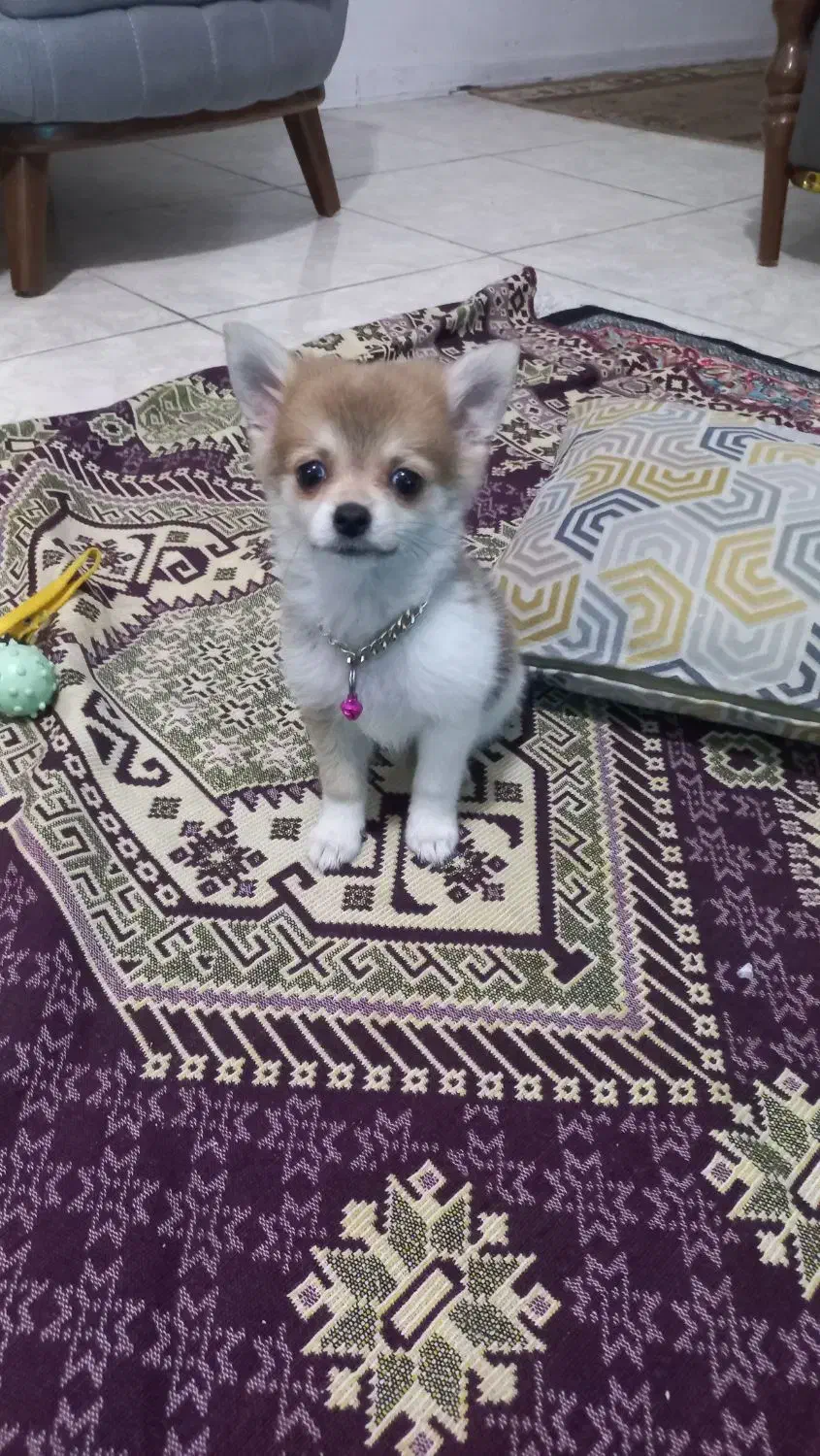 سگ 4 ماهه|سگ|صباشهر, |دیوار