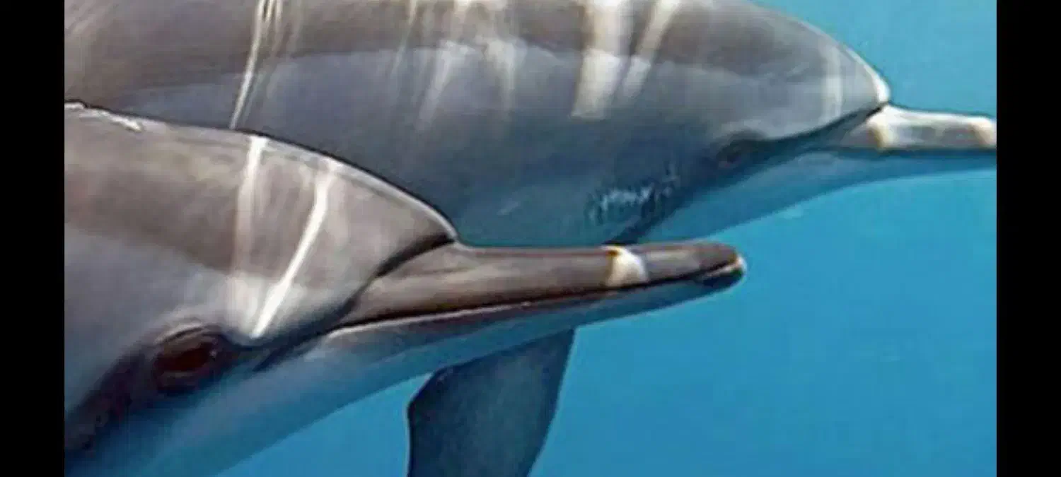 تور گروهی و شاد قشم درگهان ناز|تور و چارتر|لنجان, |دیوار