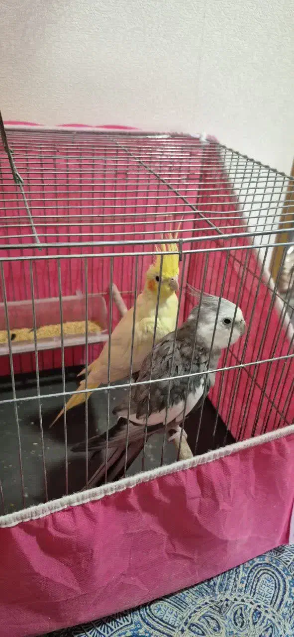 عروس هلندی مولد|پرنده|فولادشهر, C2|دیوار