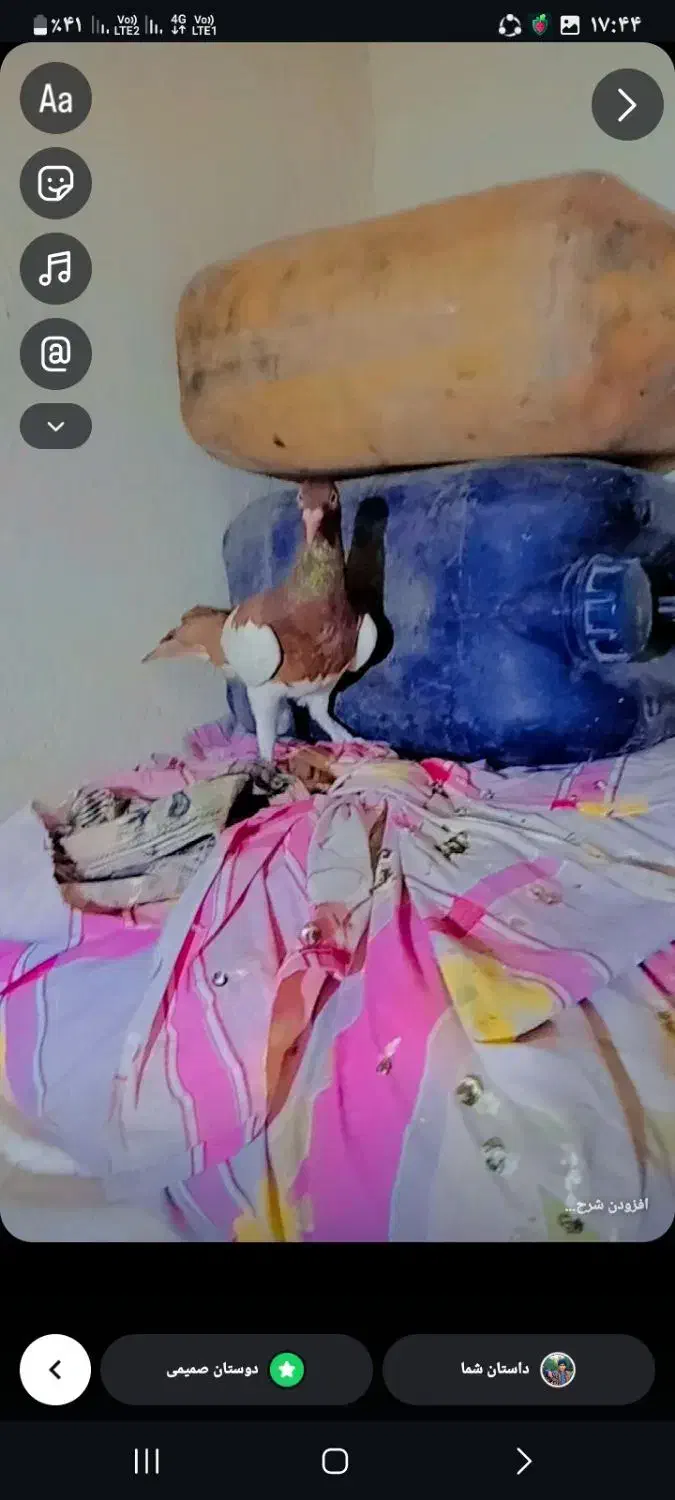 کبوتر|خزنده|زاهدان, |دیوار