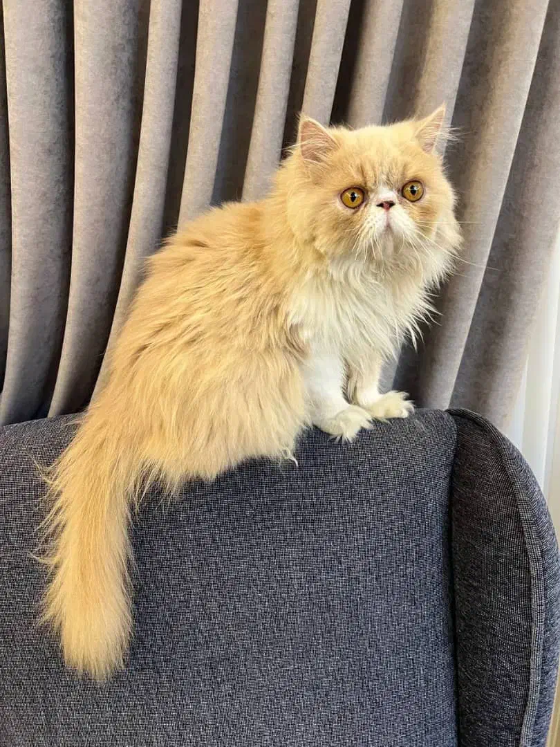 گربه پرشین|گربه|آمل, |دیوار