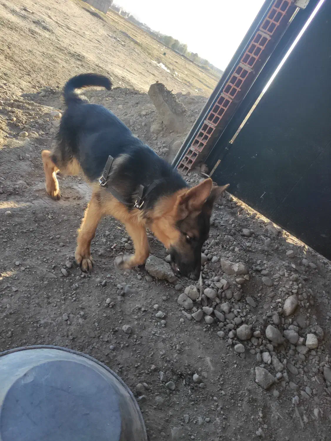 ژرمن شپرد|سگ|اردبیل, |دیوار