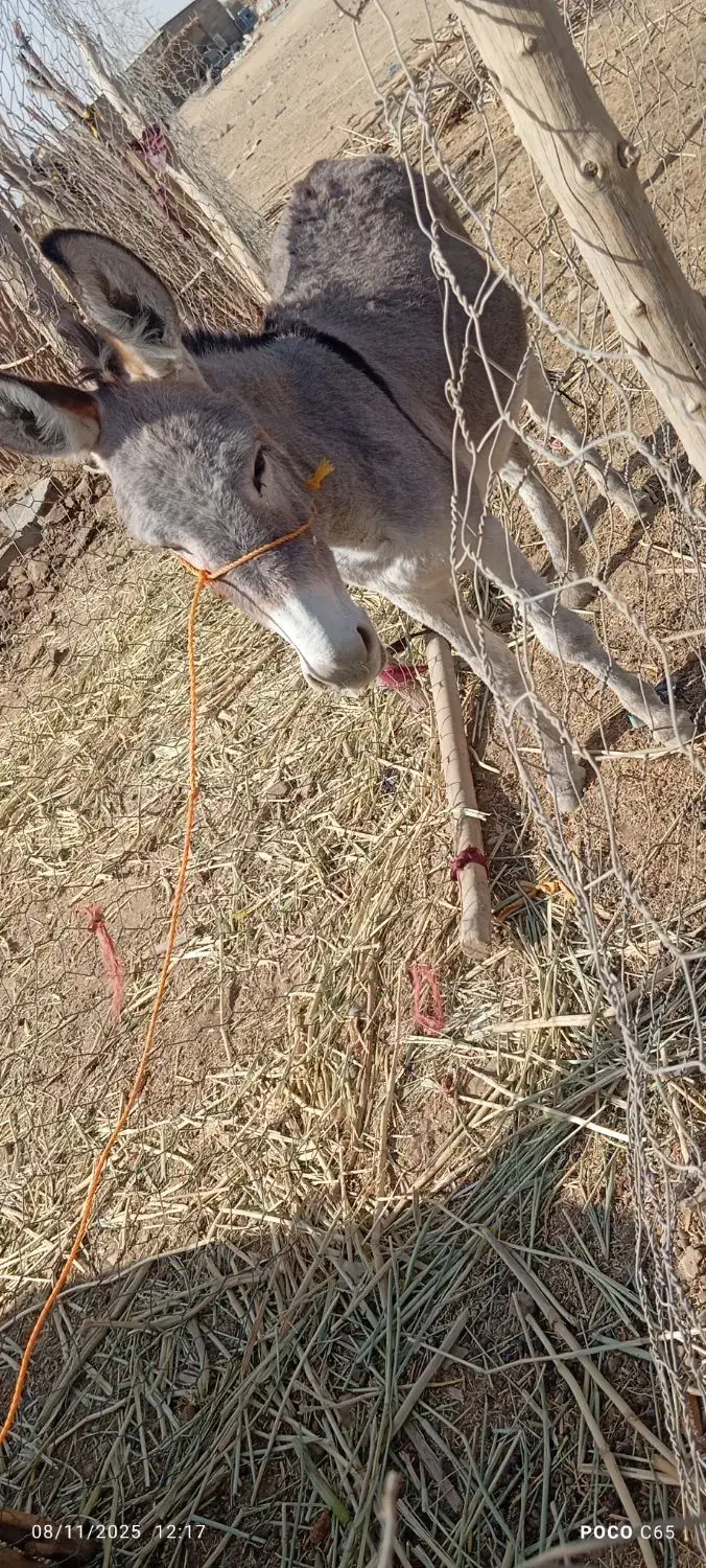 الاغ ماده|حیوانات مزرعه|ارزوئیه, |دیوار