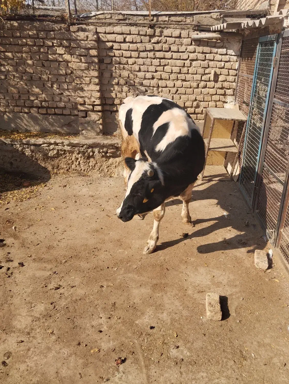 گوساله چاق کشتار|حیوانات مزرعه|پیشوا, |دیوار