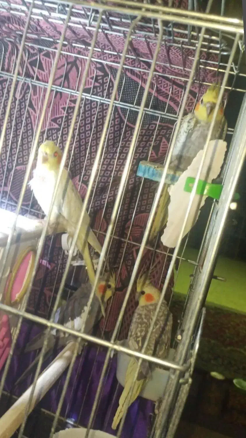 عروس هلندی|پرنده|سرپل ذهاب, |دیوار