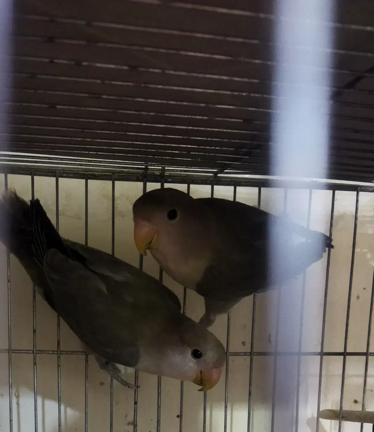 برزیلی|پرنده|سمنان, |دیوار