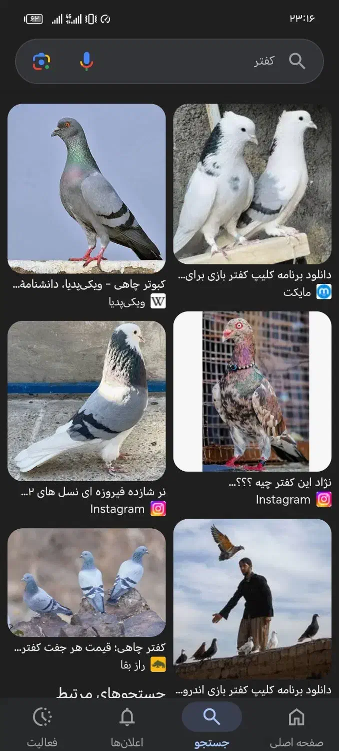 کفتر|پرنده|یزدان شهر, |دیوار