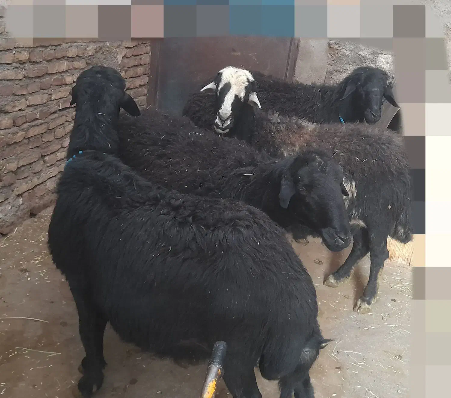 قوچ|حیوانات مزرعه|نیر (اردبیل), |دیوار