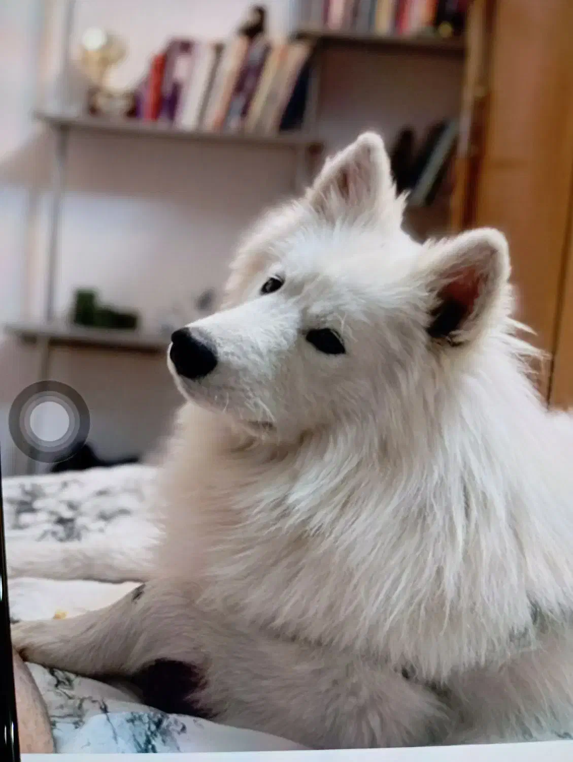 سگ گمشده|حیوانات|اصفهان, پروین|دیوار