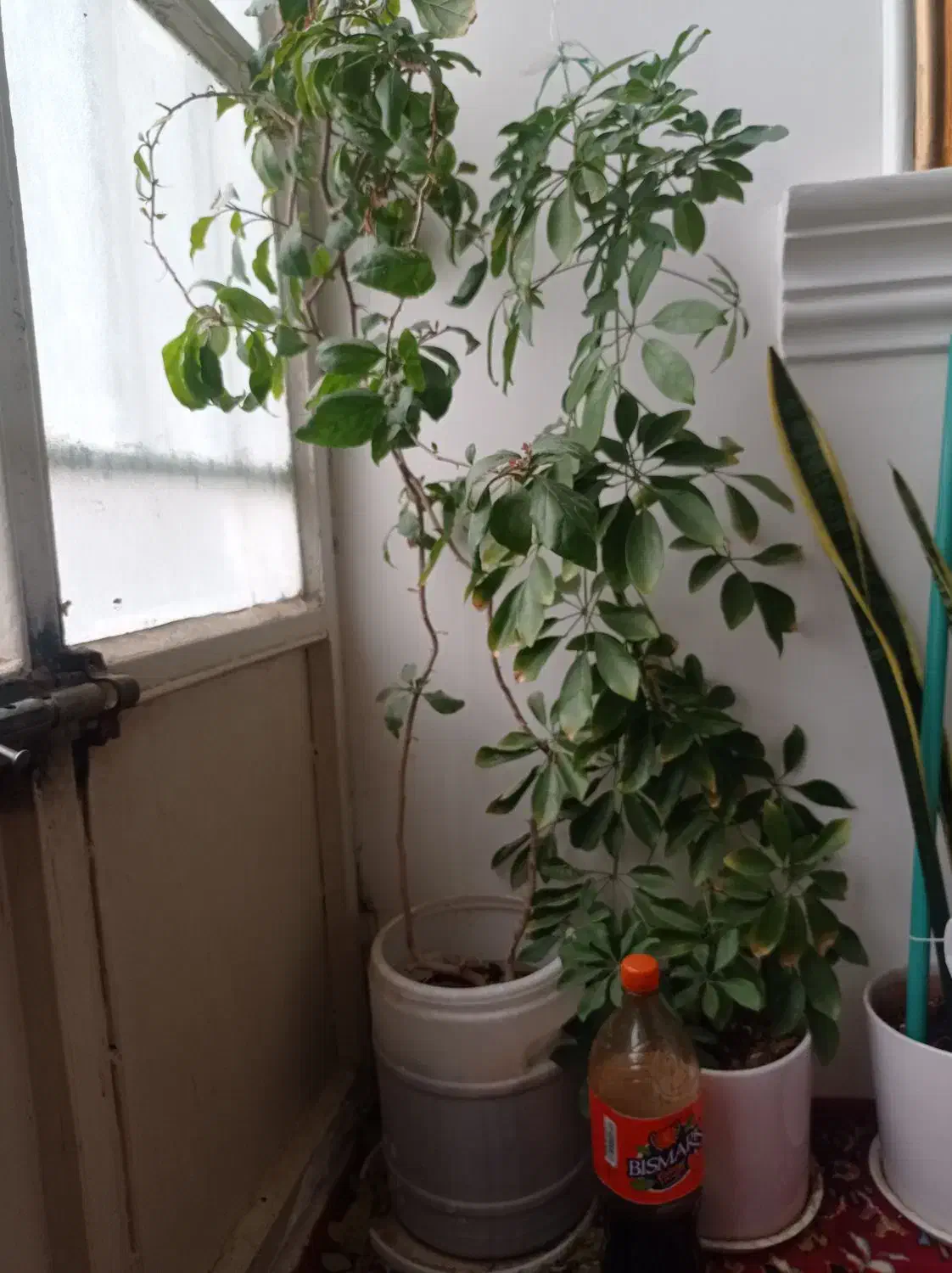 گل شفلرا  گلدون گل کاغذی|گل و گیاه طبیعی|کاشمر, |دیوار