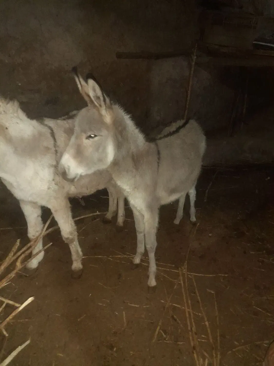 ماده خر یک و نیم ساله|حیوانات مزرعه|مشهد, کارده|دیوار