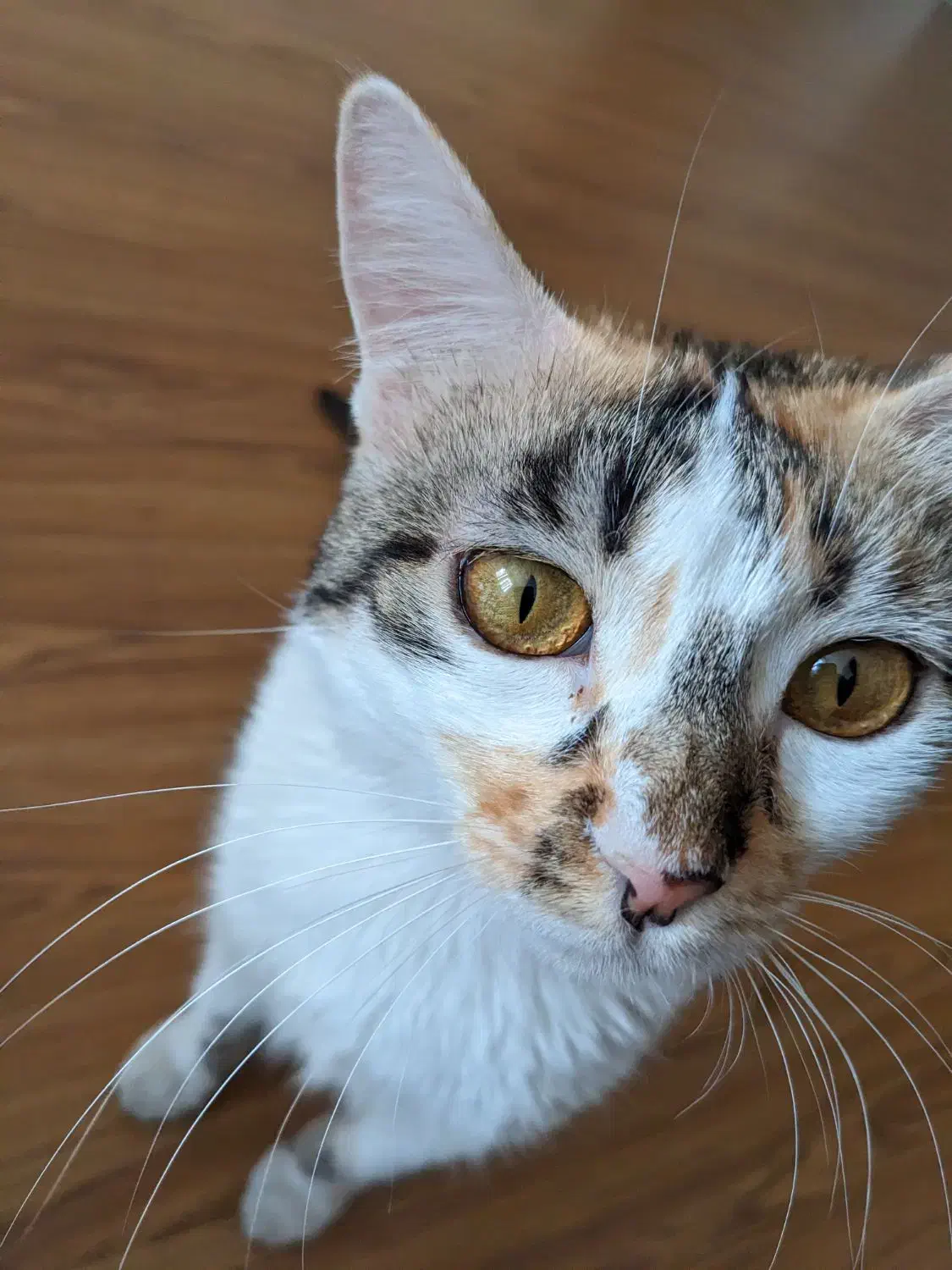 گربه خانگی بسیار مهربان|گربه|شیراز, چنچنه|دیوار