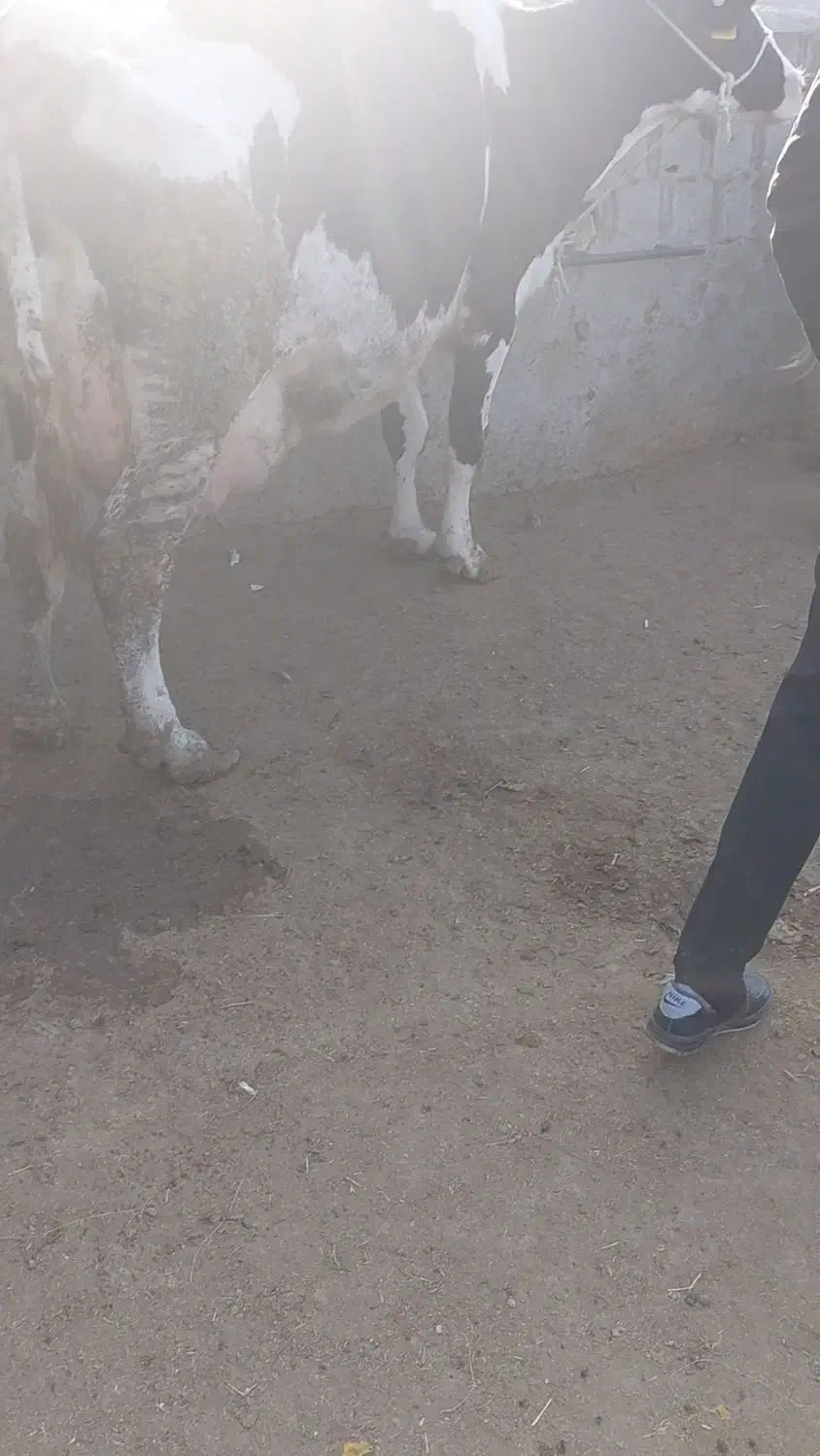 گاو با گوساله ماده ۳۵کلیوشیر|حیوانات مزرعه|قوچان, |دیوار