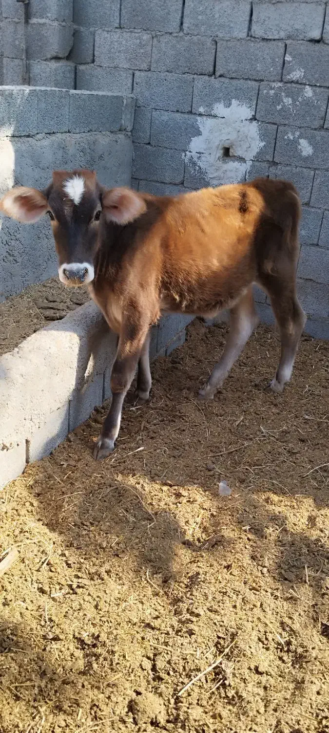 گوساله ماده جنس خوب|حیوانات مزرعه|آبپخش, |دیوار