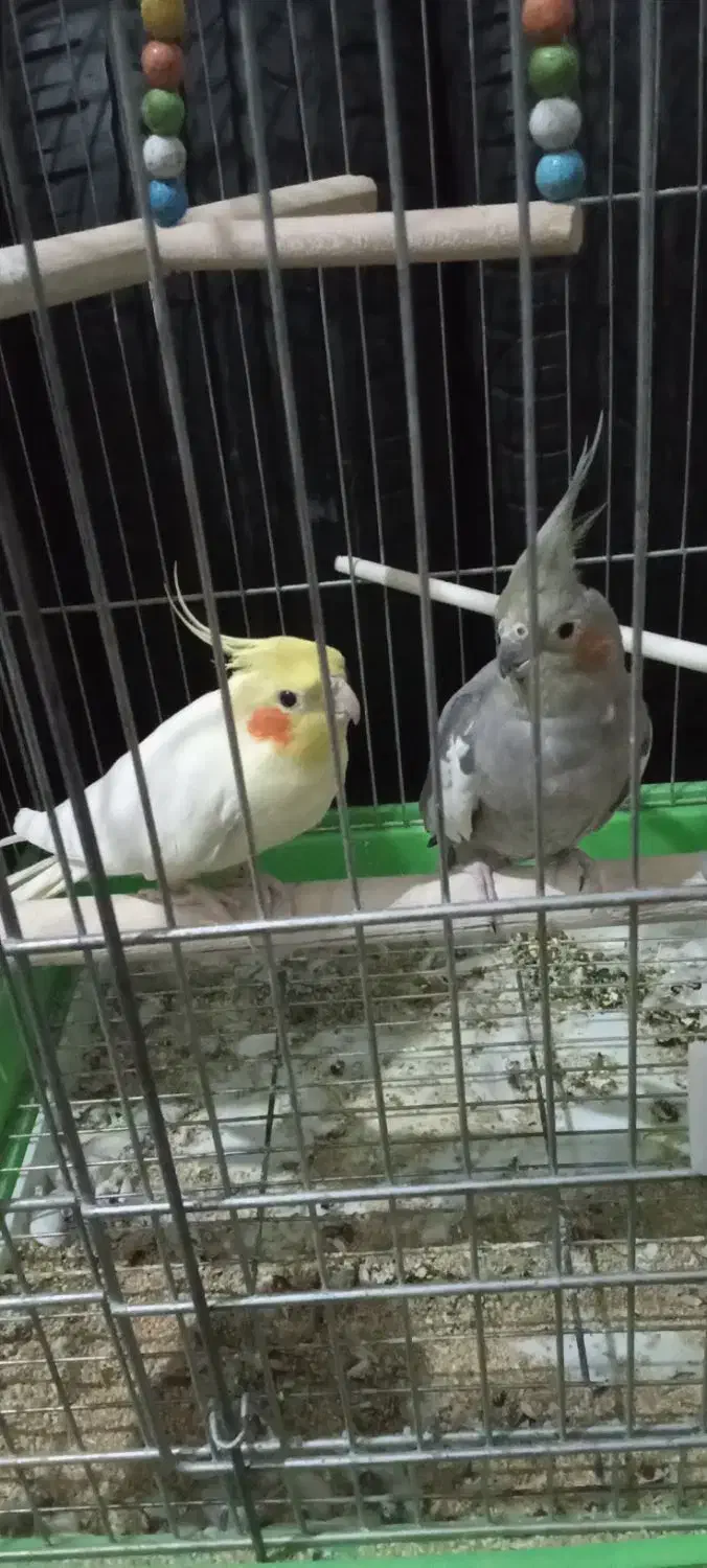 عروس هلندی|پرنده|پاکدشت, پاکدشت (مامازند)|دیوار