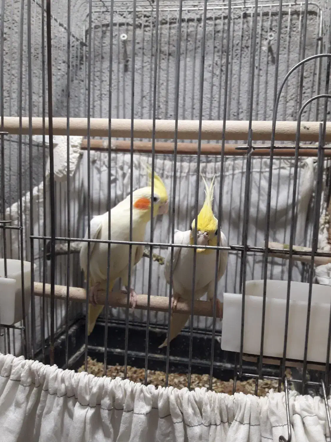 فروش عروس مولد به شرط مولد لیتینو|پرنده|بندر ماهشهر, |دیوار