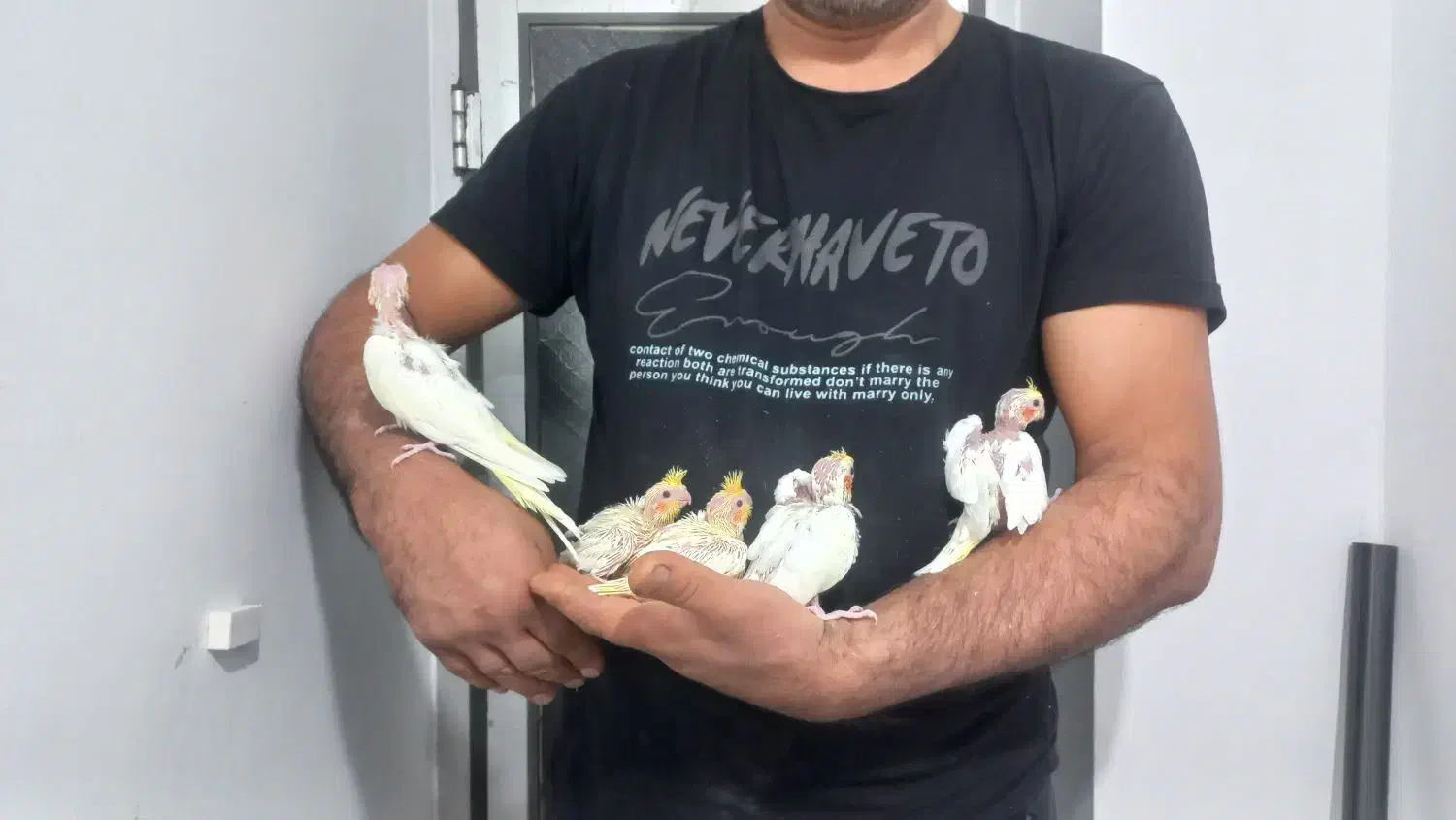 جوجه عروس هلندی دونخور یکجا و تکی|پرنده|آستارا, |دیوار