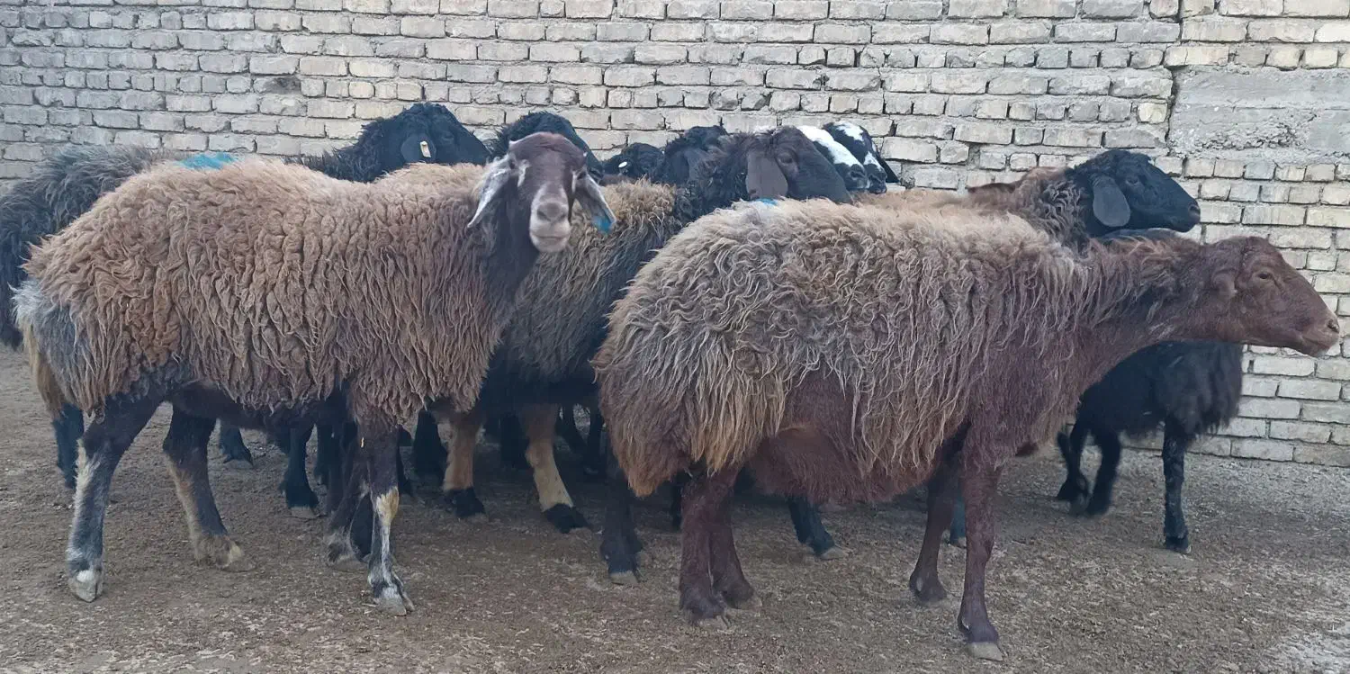 ۱۵راس میش و شیشک آبستن سنگین|حیوانات مزرعه|فلاورجان, |دیوار