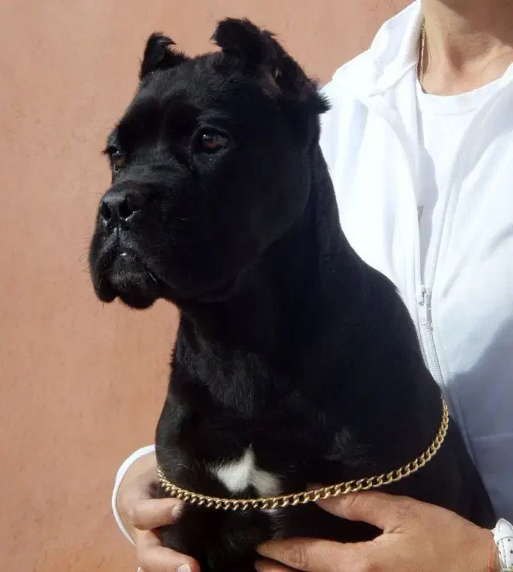 فروش سگ ژرمن روتوایلر مالینیوز گلدن چاوچاو الابای|سگ|تهران, درکه|دیوار