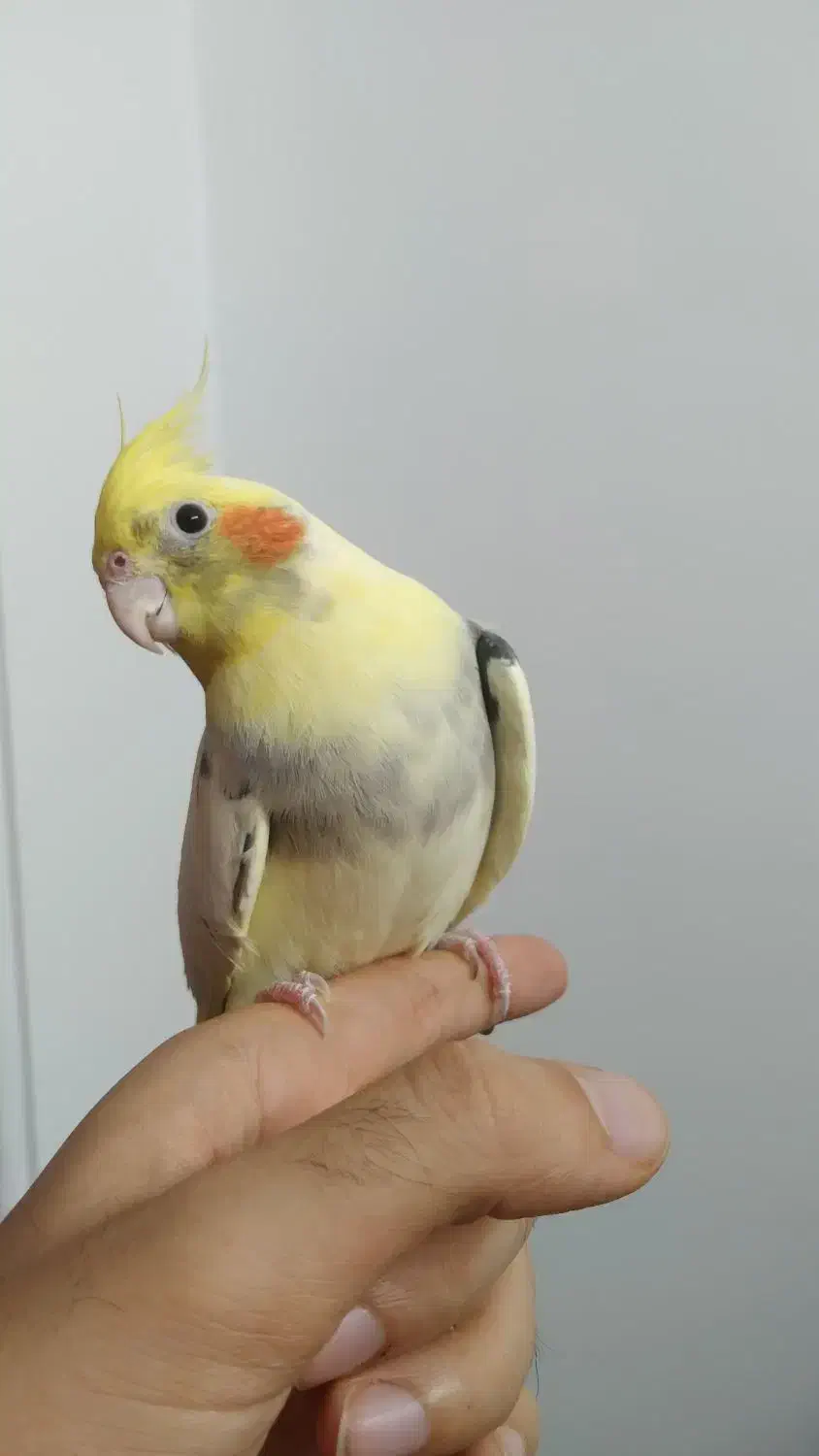 طوطی عروس هلندی سوپر رام و سخنگو ۲تا ۷ ماه|پرنده|قائمشهر, |دیوار