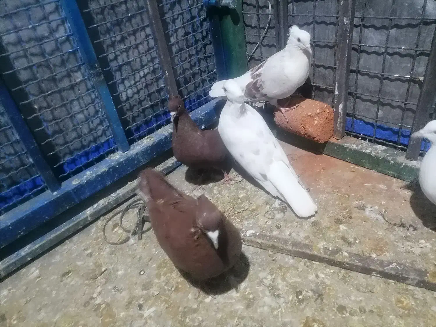 فروش کفتر کبوتر|پرنده|دورود, |دیوار