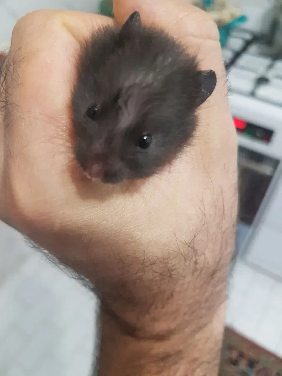 همستر|موش و خرگوش|زنجان, |دیوار