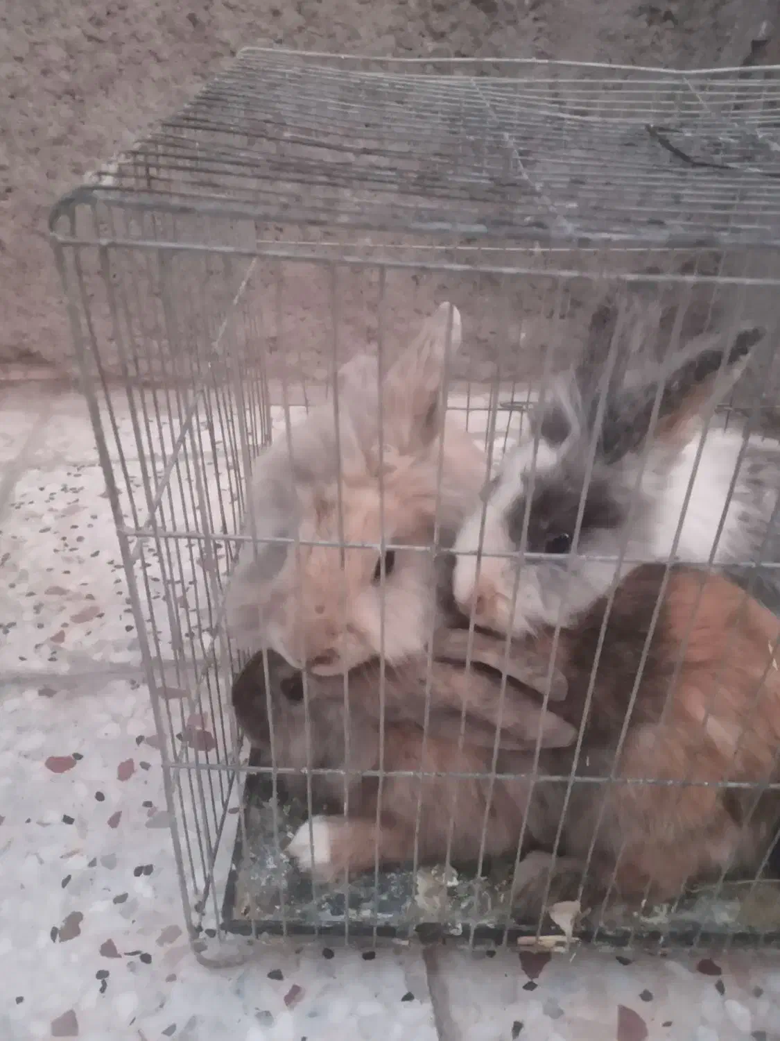 خرگوش لوپ پشمالو|موش و خرگوش|رفسنجان, |دیوار