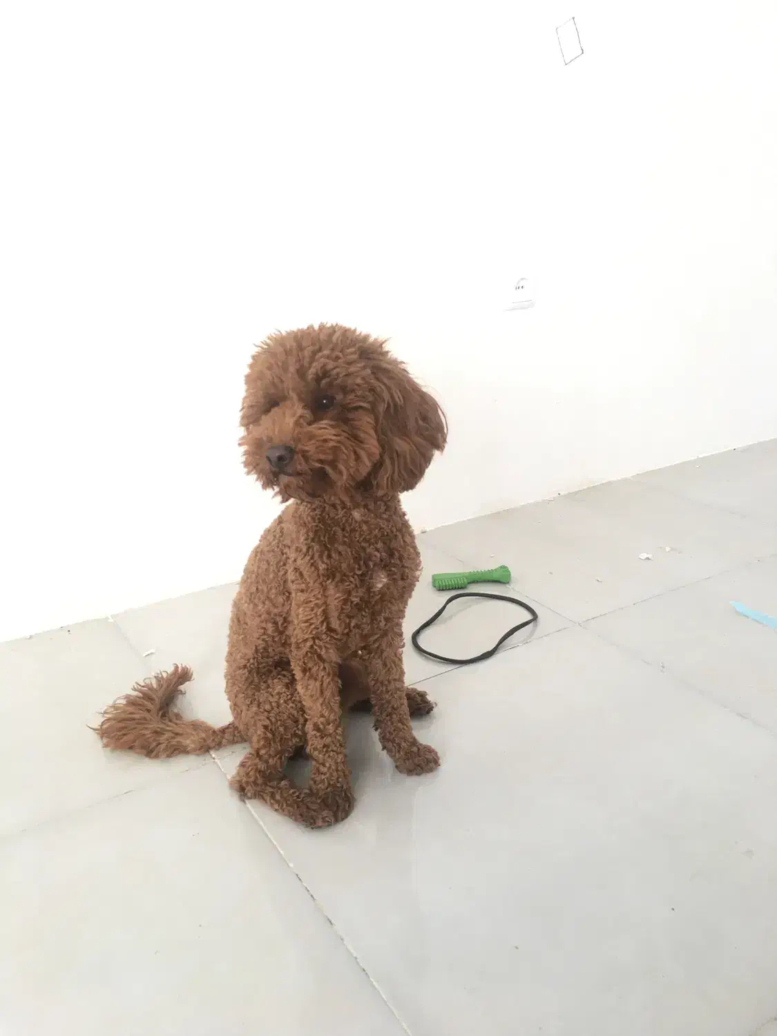 سگ پودل|سگ|کرمانشاه, |دیوار