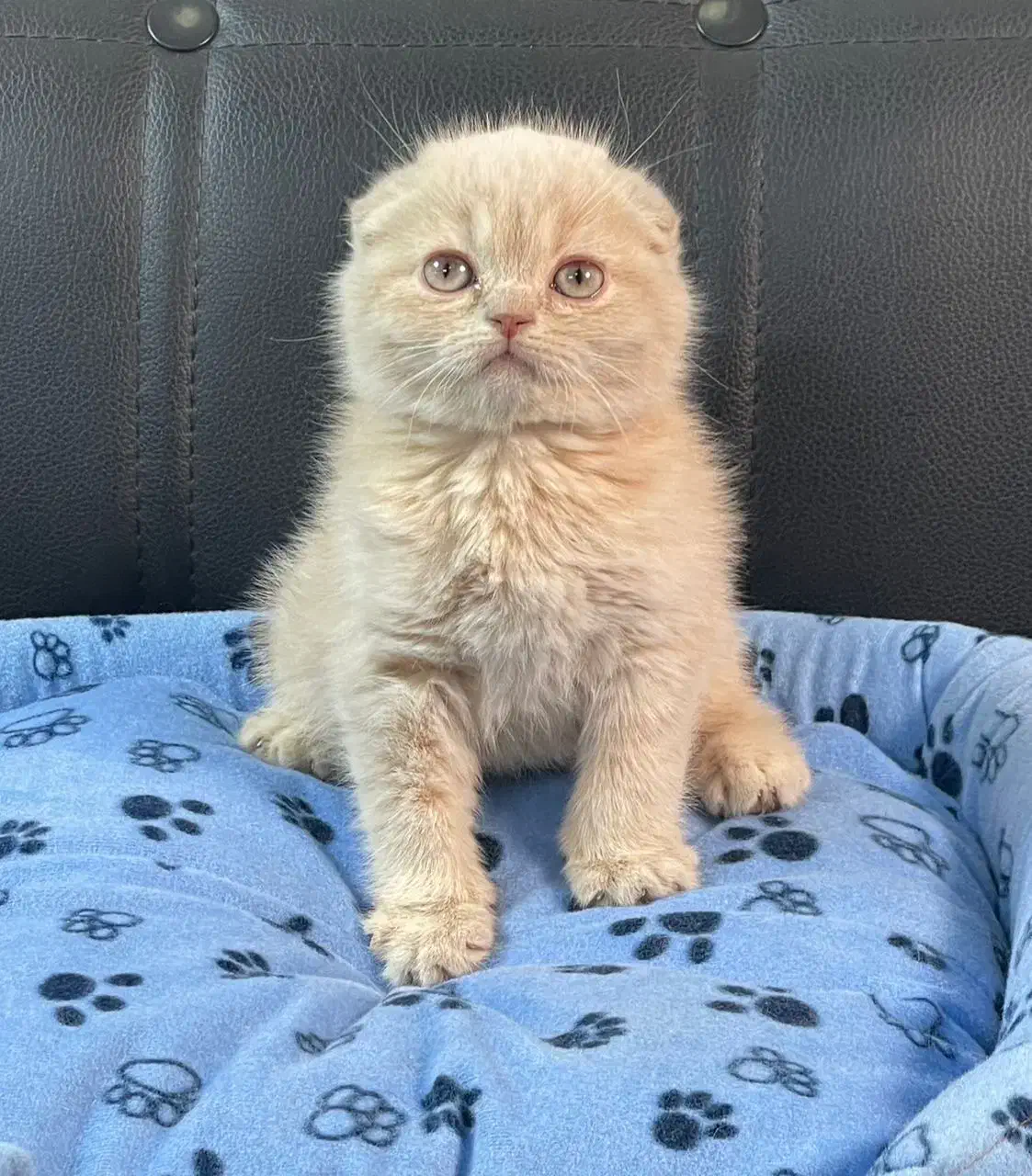 گربه نژاد اسکاتیش و بریتیش اصیل|گربه|اهواز, کیانپارس |دیوار