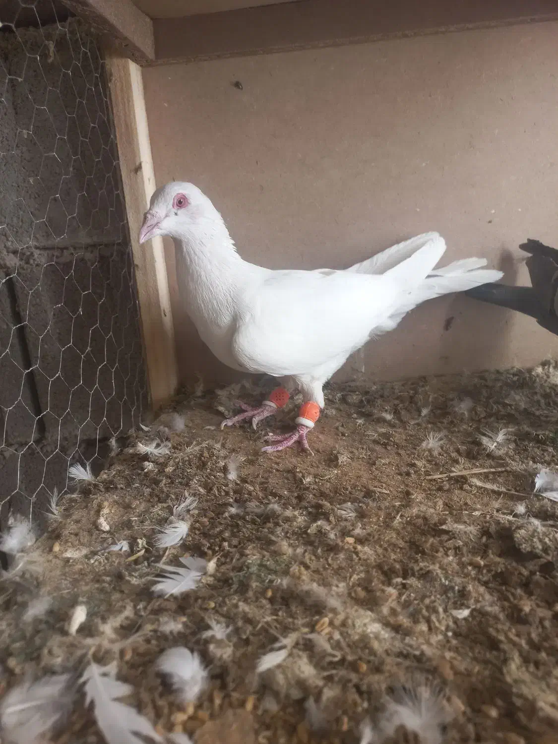 دوتا پلاکی بیرونی|پرنده|شیراز, ریاستی|دیوار