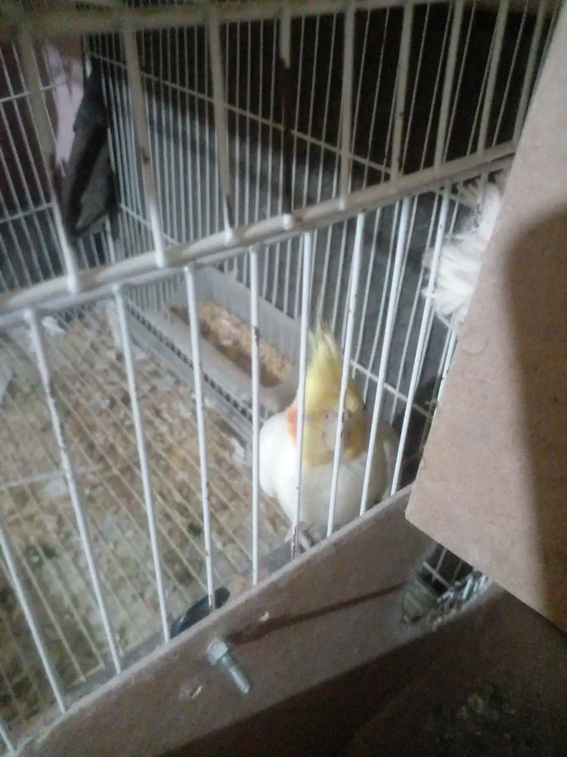 عروسی هلندی لیتینومولدهمراه تخم وجوجه|پرنده|زبرخان, |دیوار